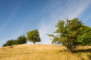 August_Trees