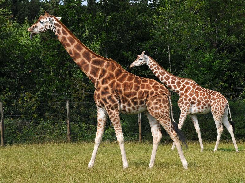 Sommerferie_08_15.jpg - Giraffer, Givskud Zoo