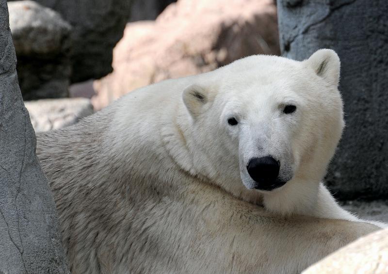 Sommerferie_08_4.jpg - Isbjørn, København Zoo